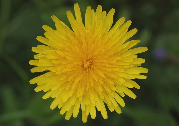 Diente de león — Foto de Stock