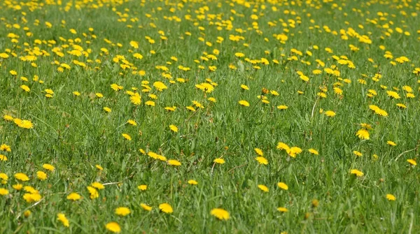 Fält av maskrosor — Stockfoto