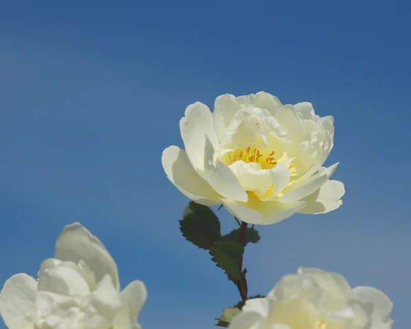 Dog rose flowers — Stock Photo, Image