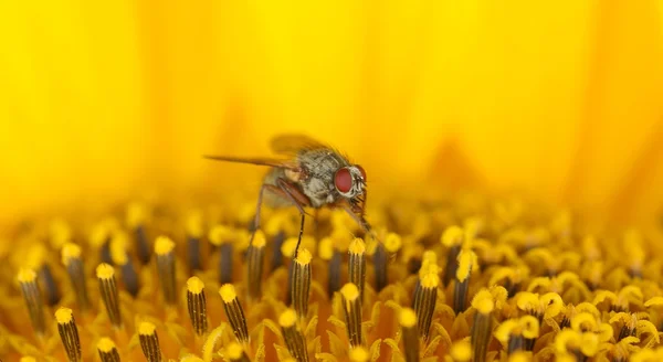 Fliegen auf einer Blume — Stockfoto