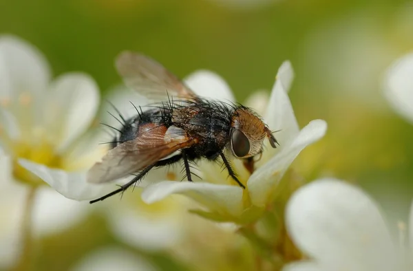 Volar en una flor —  Fotos de Stock