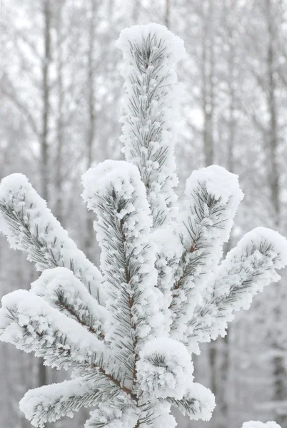 Śnieg na gałąź jodła — Zdjęcie stockowe
