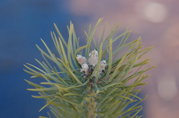 松の木の若い枝 — ストック写真