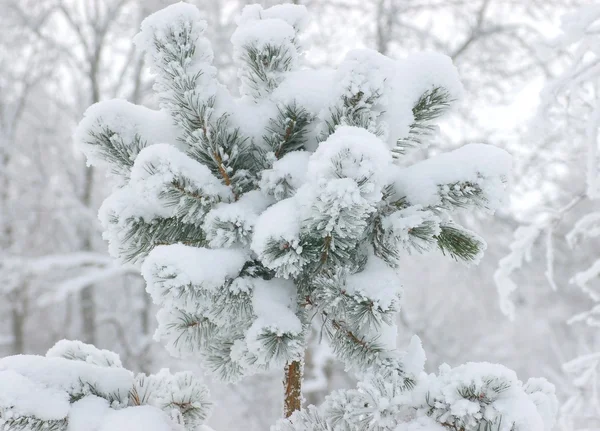 Snow on fir-tree branch — Stock Photo, Image