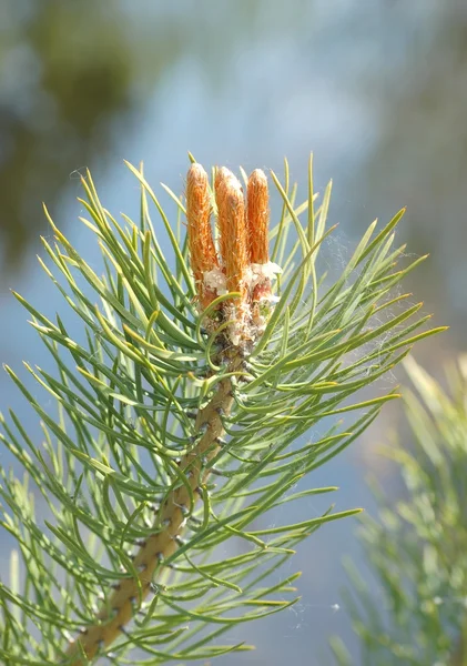 Jonge takken van pijnboom — Stockfoto