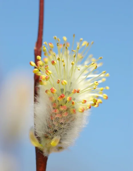 Bichano-salgueiro flor — Fotografia de Stock