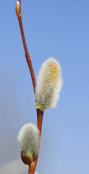 Pussy willow květ — Stock fotografie