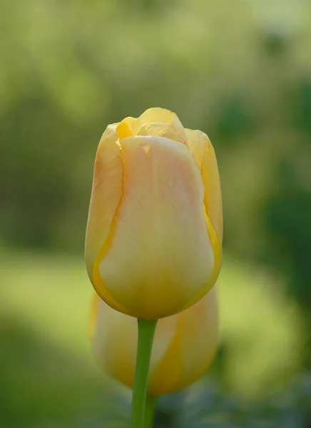 Tulipanes amarillos —  Fotos de Stock