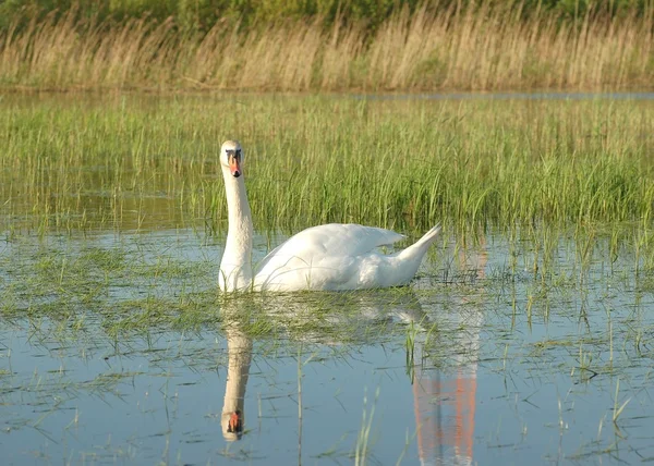 Swan op water — Stockfoto