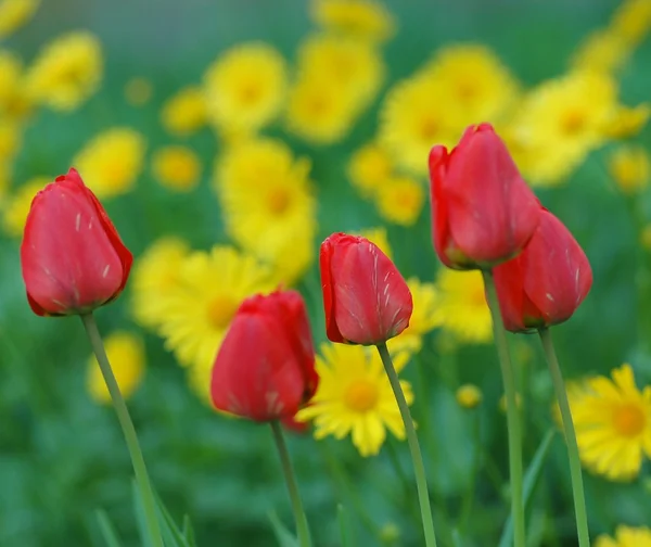 Tulipanes rojos y flores de manzanilla —  Fotos de Stock