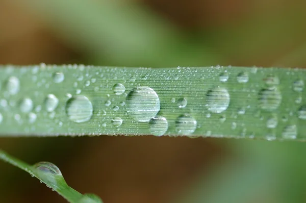 Wassertropfen auf einem Blatt — Stockfoto