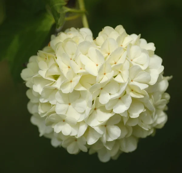 Bloemen van sneeuwbal bush Stockfoto