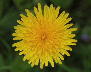 Karahindiba.