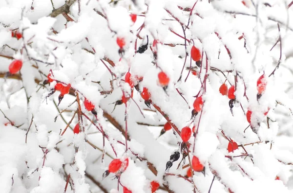 在雪下的狗玫瑰水果 — 图库照片