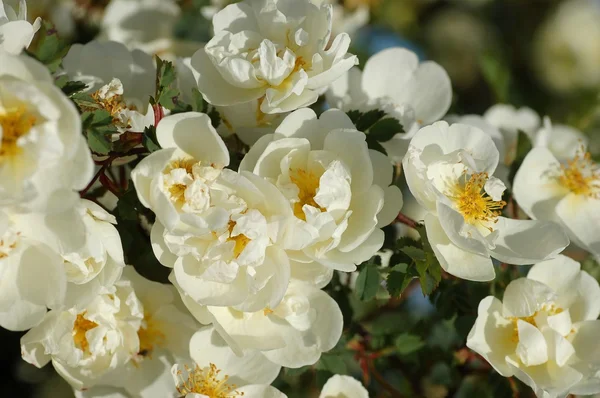 Dog rose flowers — Stock Photo, Image