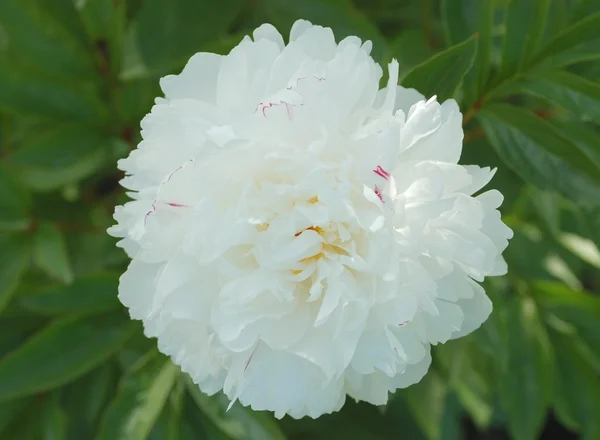 Peony,focus on a foreground. — Stock Photo, Image