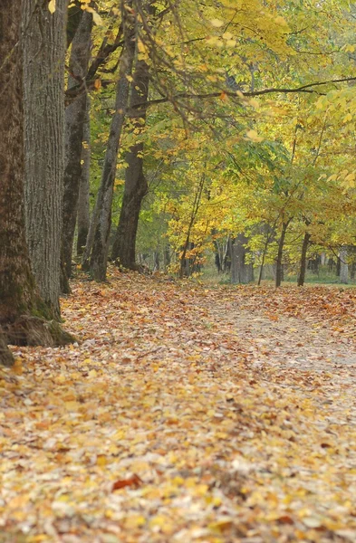 Höstlandskap — Stockfoto