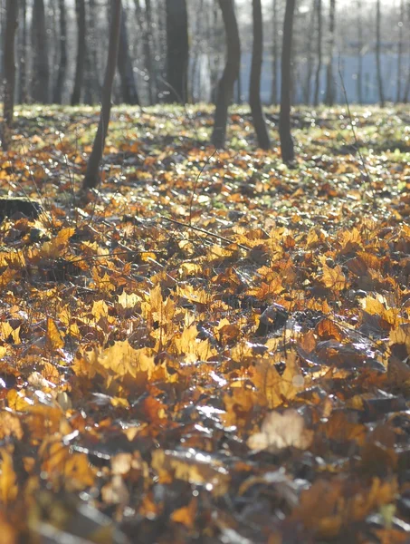 Herfstlandschap — Stockfoto