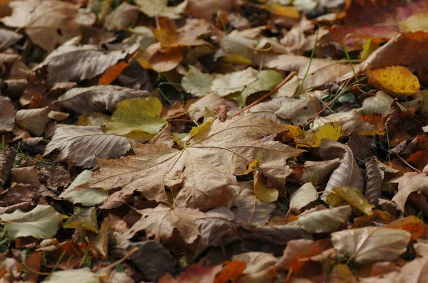 Herfst achtergrond — Stockfoto