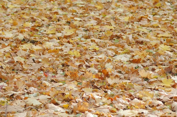 Herfst achtergrond — Stockfoto