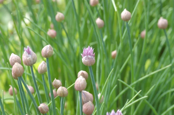 Unga lök blommor — Stockfoto