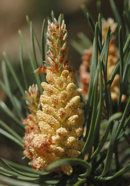 Jonge pine branch — Stockfoto