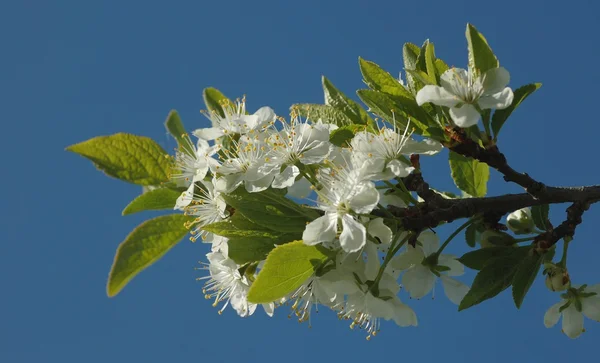 Flowers of apple tree — Stock Photo, Image