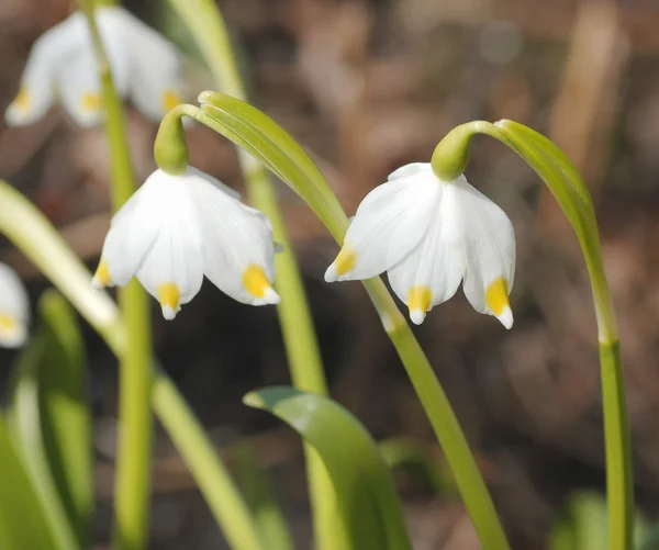 Snödroppe blommor i vår tid — Stockfoto