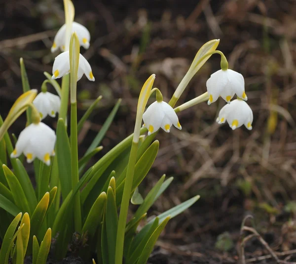 Snowdrop flowers in spring time — Stock Photo, Image