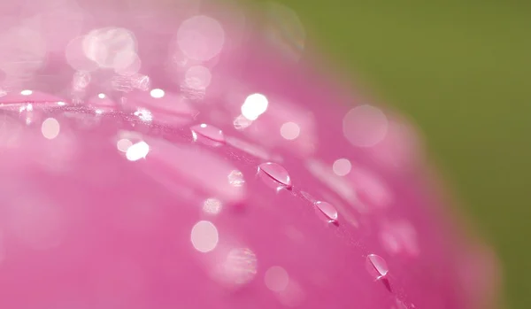 Gotas de água na bola de rosa — Fotografia de Stock