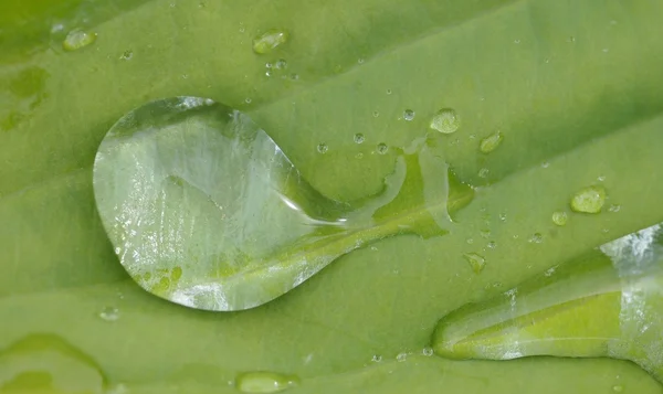 Капли воды на листочке — стоковое фото