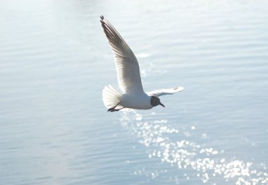 üzerinde mavi bir deniz martı