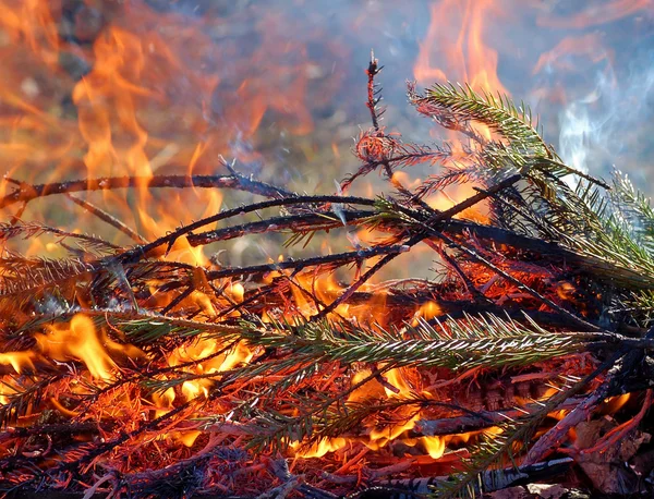 Brandende takken — Stockfoto