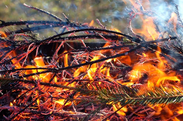 Brinnande grenar — Stockfoto