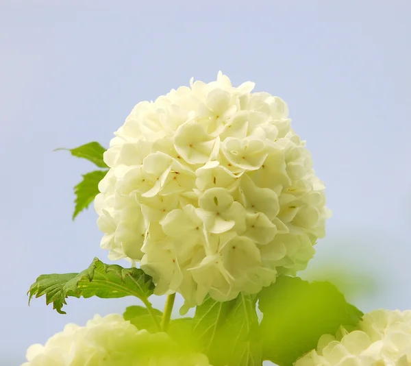 Bloemen van sneeuwbal bush — Stockfoto