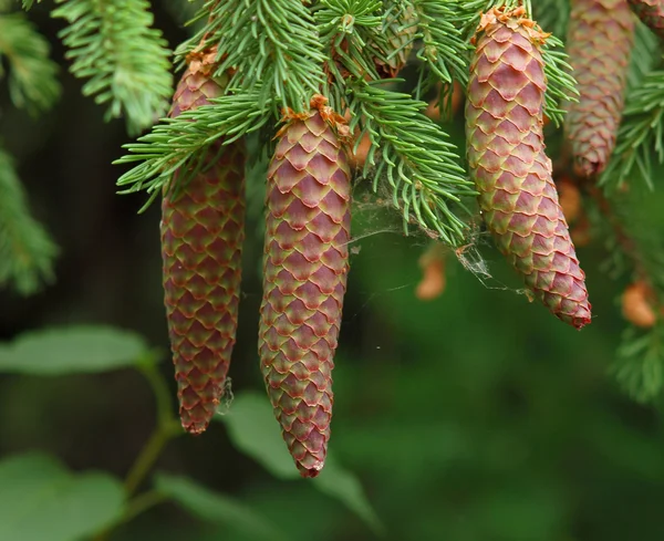 FIR tree kottar — Stockfoto