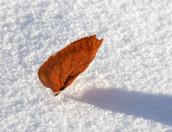 Folha amarela na neve — Fotografia de Stock