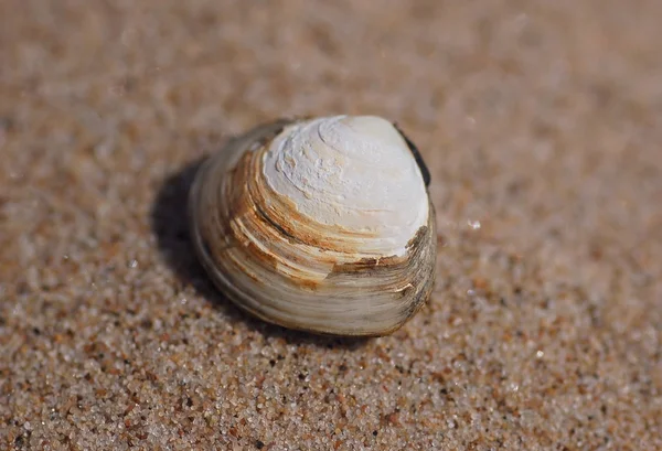 Mussel — Stock Photo, Image