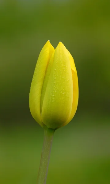 Tulipán amarillo —  Fotos de Stock