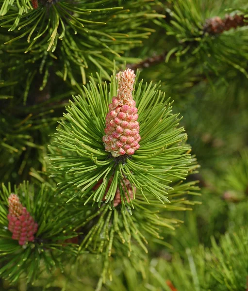 Jonge takken van pijnboom — Stockfoto