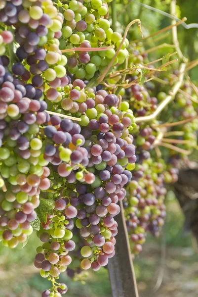 Bunches de uvas Cabernet Sauvignon amadurecendo na videira — Fotografia de Stock