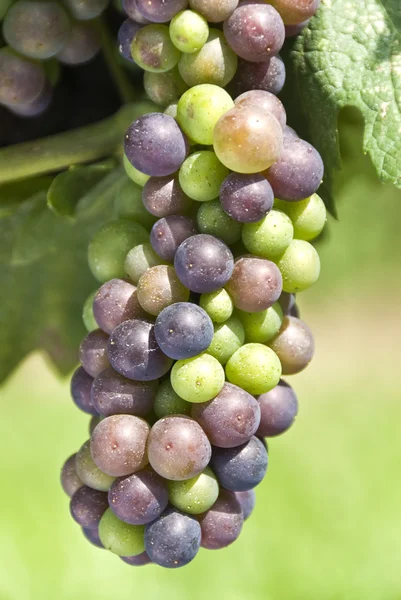 Cabernet Frangi Rypäleet Kypsytys viiniköynnöksen — kuvapankkivalokuva