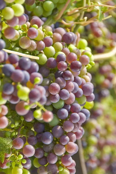 Cabernet sauvignon hrozny zrání na vinici — Stock fotografie