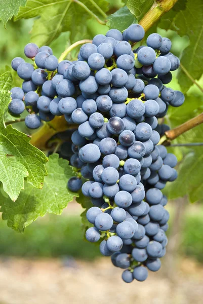 Kiść winogron czerwone wino (Cabernet Sauvignon) — Zdjęcie stockowe