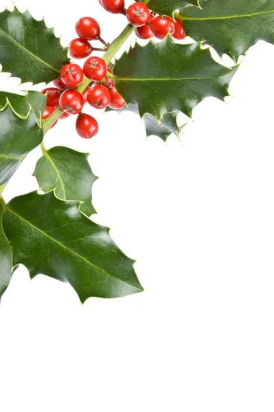 Christmas Holly — Stock Photo, Image