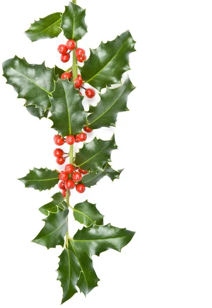 Christmas Holly — Stock Photo, Image