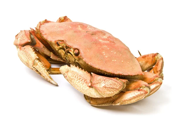 Előkészített Dungeness Crab elszigetelt fehér — Stock Fotó