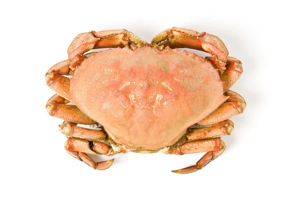 Prepared Dungeness Crab Isolated on White — Stock Photo, Image