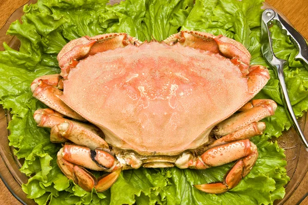 Beredda dungeness crab — Stockfoto