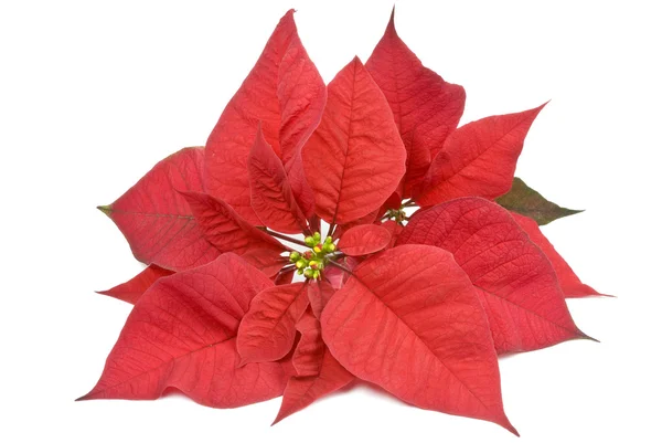 Poinsettia isolata su bianco — Foto Stock